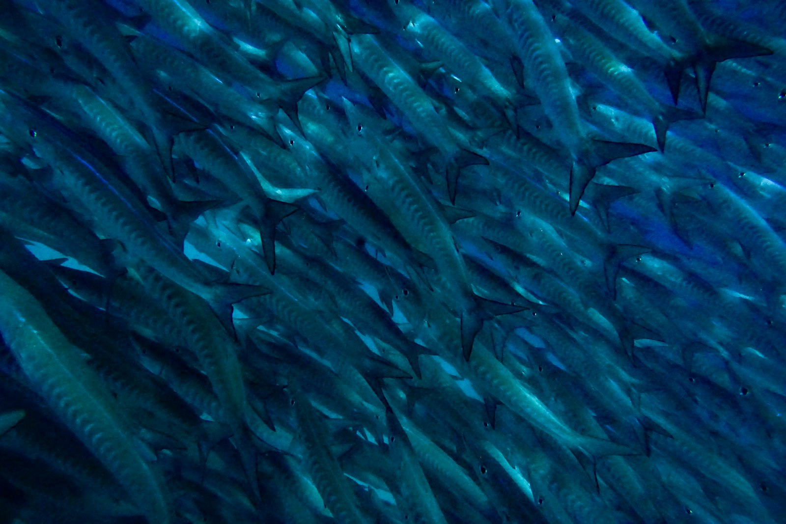 Dense school of barracuda forming a swirling wall in deep blue water