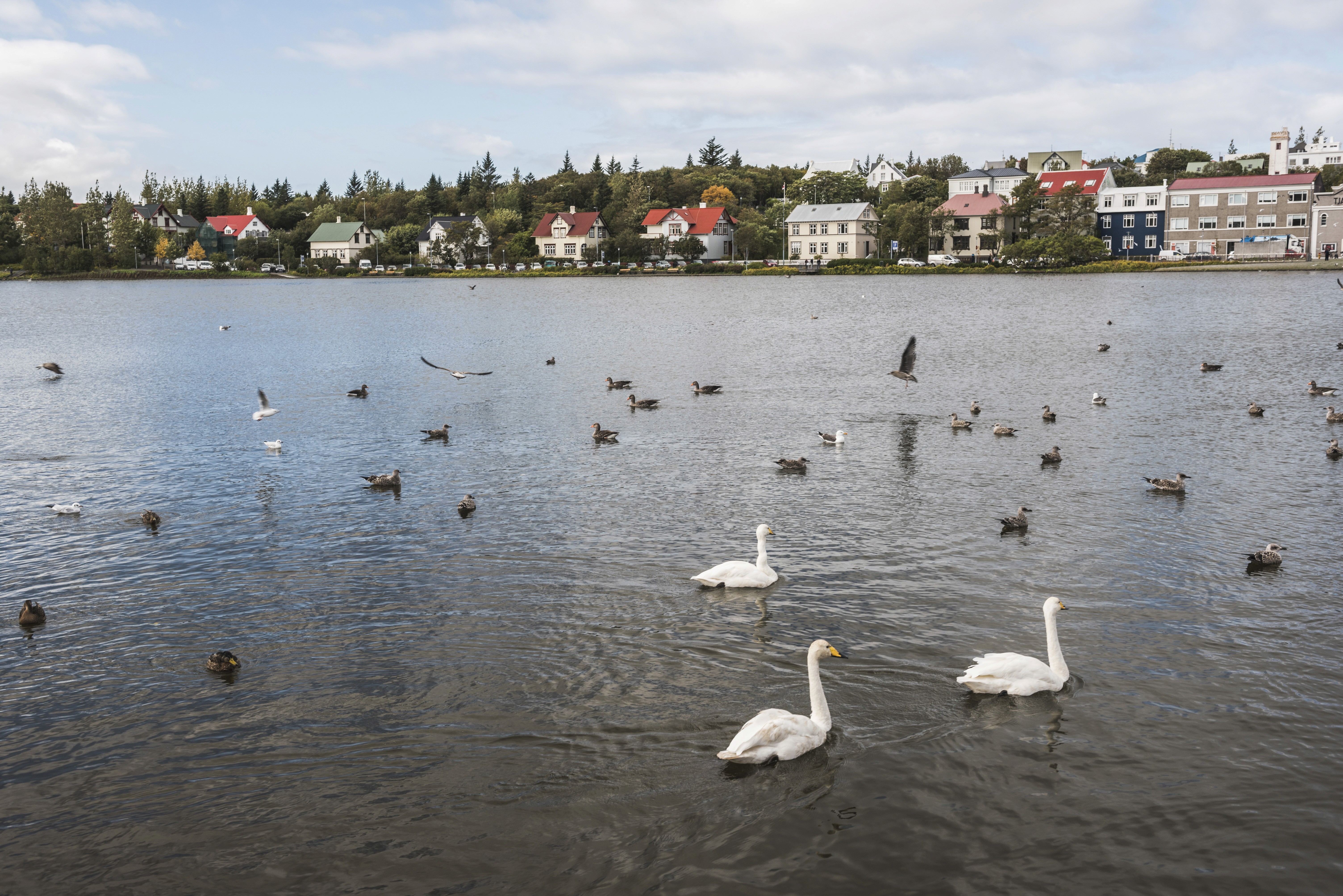 swans and ducks at tjörnin reykjavik