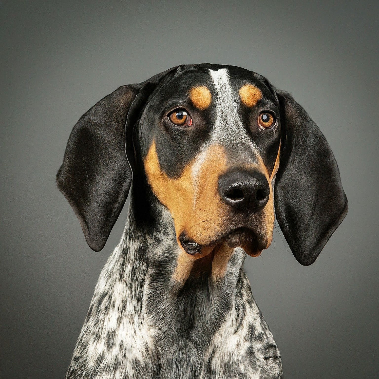 BUDDYUNO, Bluetick Coonhound