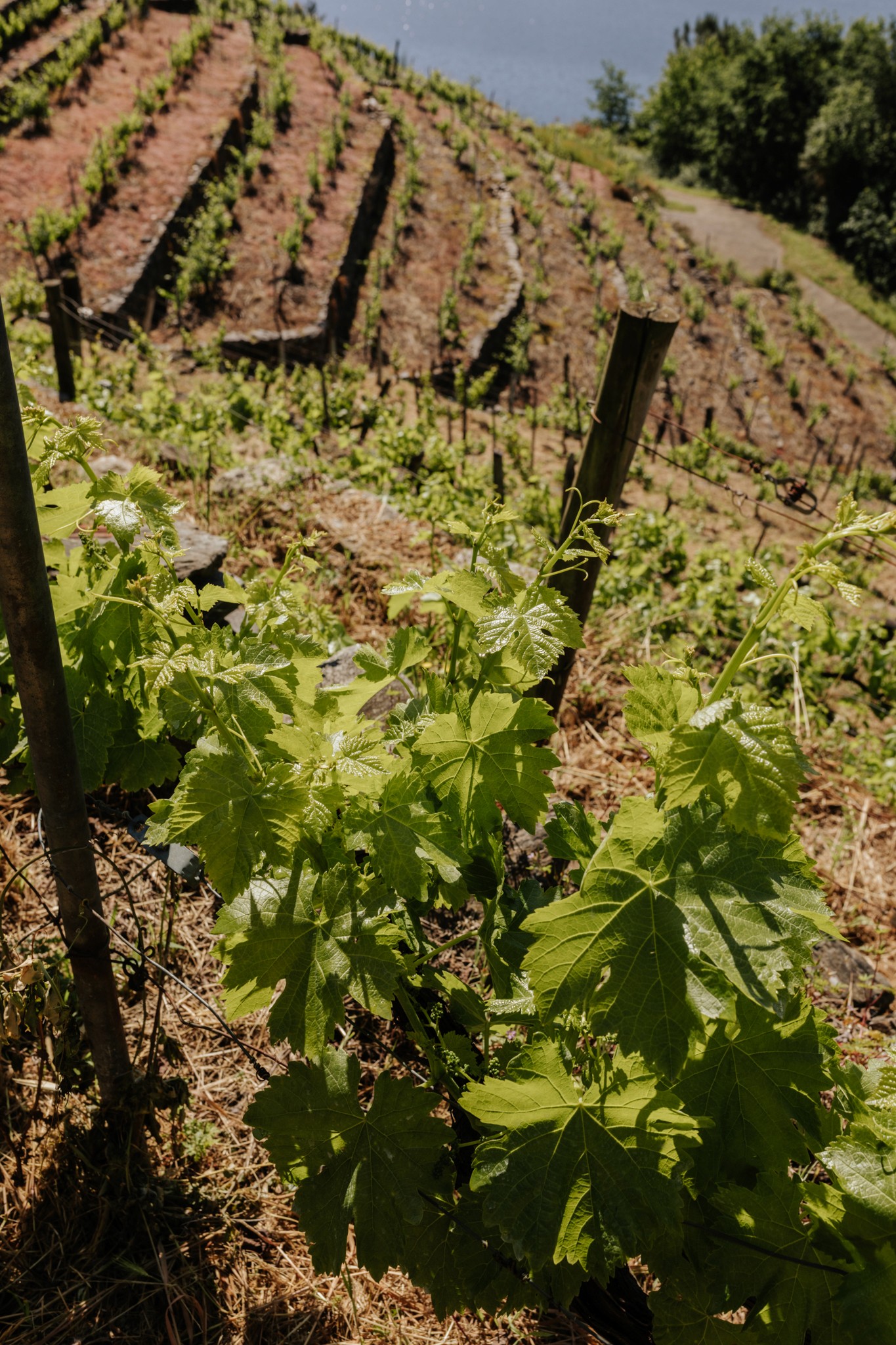 Raizames | Festival cultural | Sesión fotografía Lorena Grandío