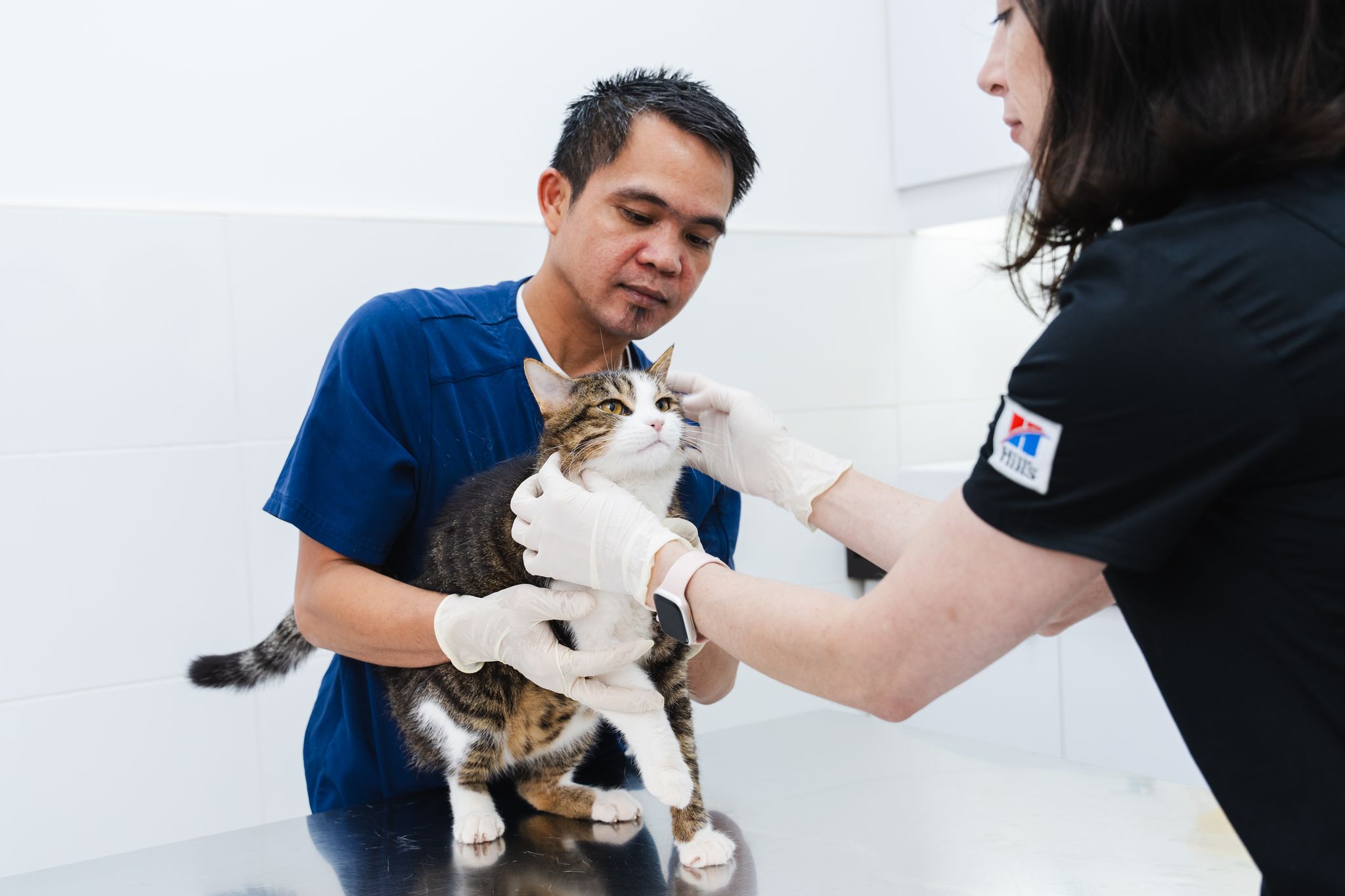 Cat Hissing: Why Do Cats Hiss and What to Do