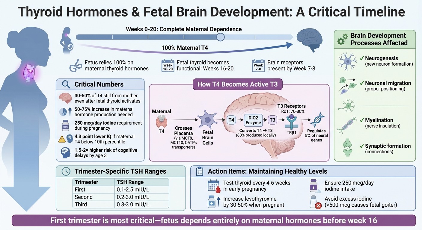 How Thyroid Hormones Support Fetal Brain Development Timeline and Process