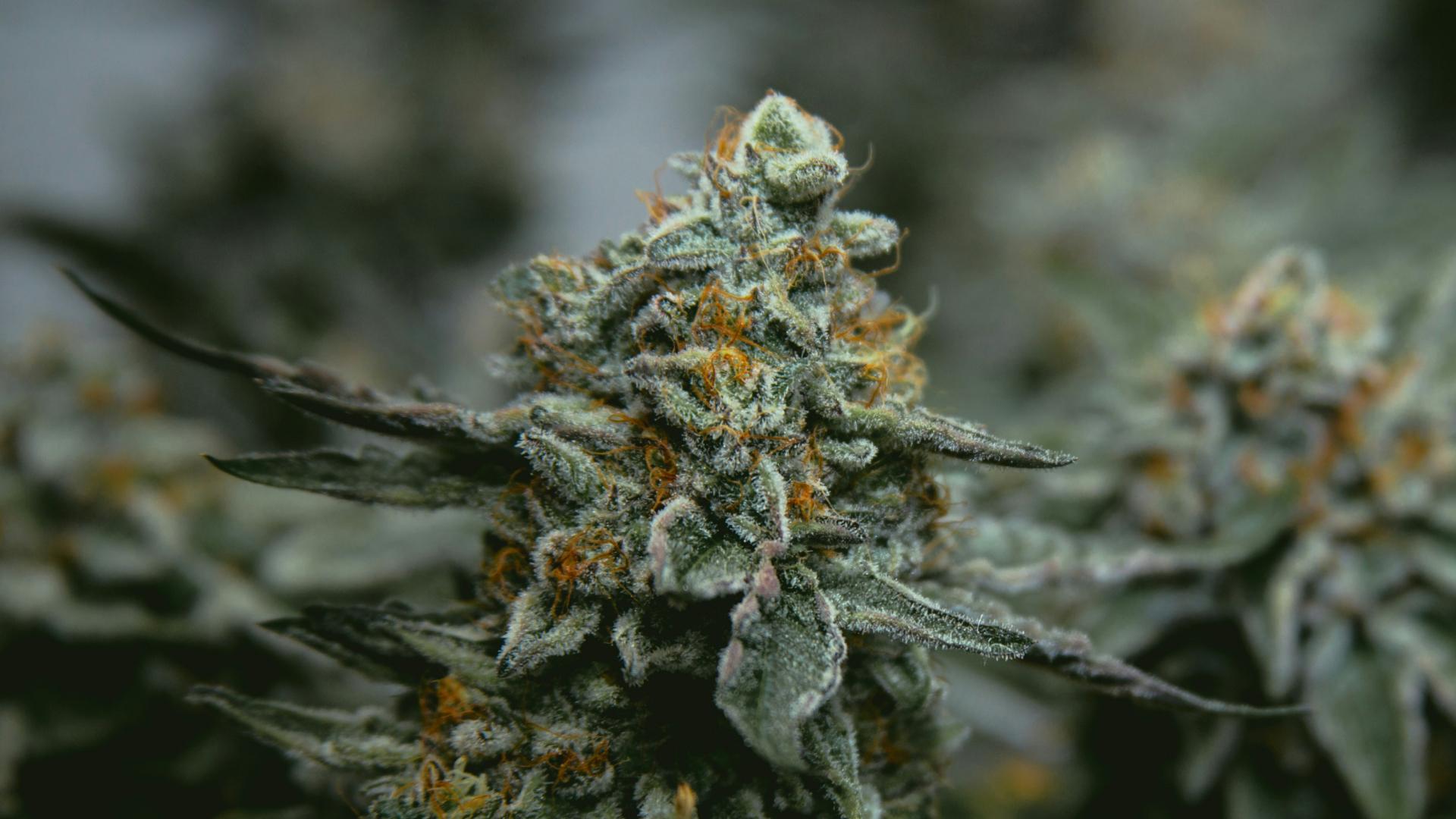 a close up of a plant with frost on it