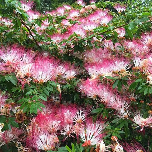 Bobinsana Master plant Dieta