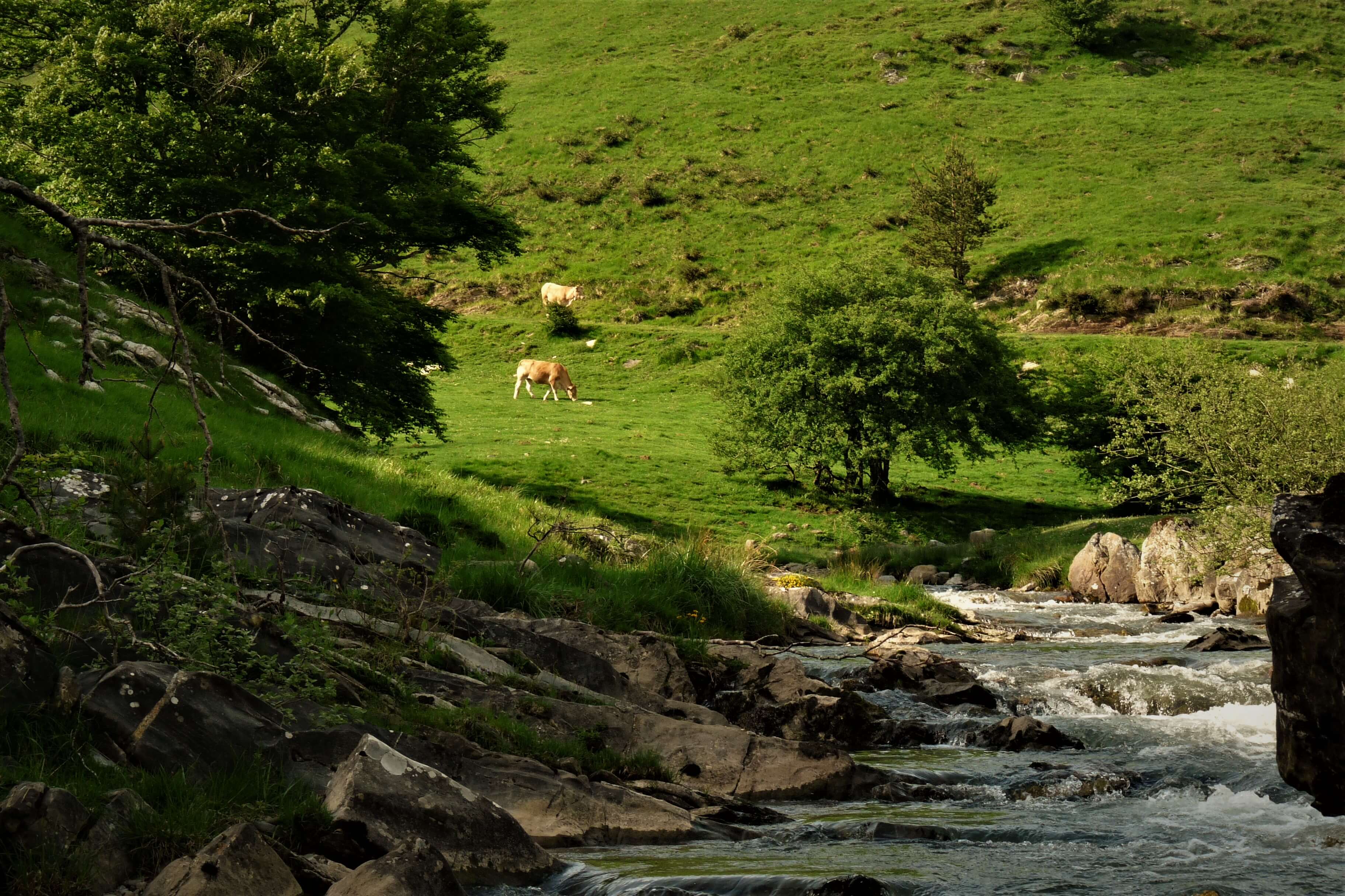 Fly fishing for native trout in the Pyrenees on Hemingway's Backcountry Passage