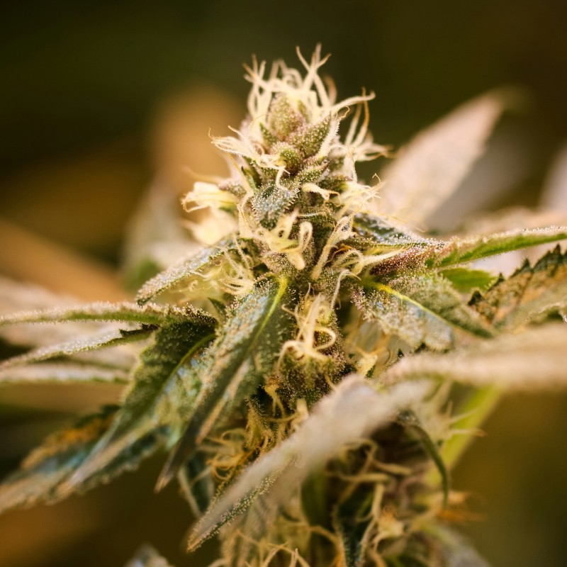 a marijuana plant growing in a greenhouse