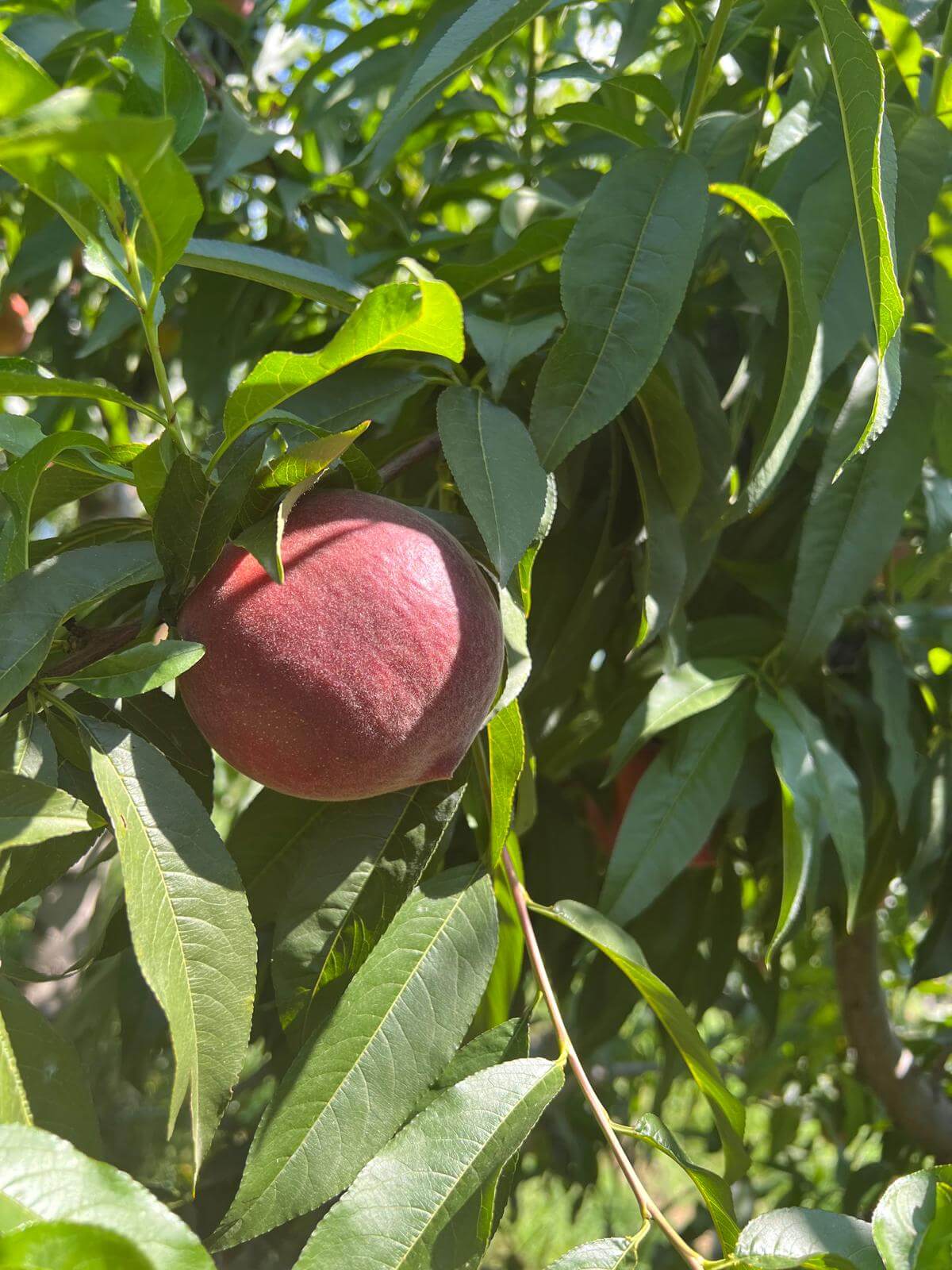 Juicy red peaches, European export standards.
