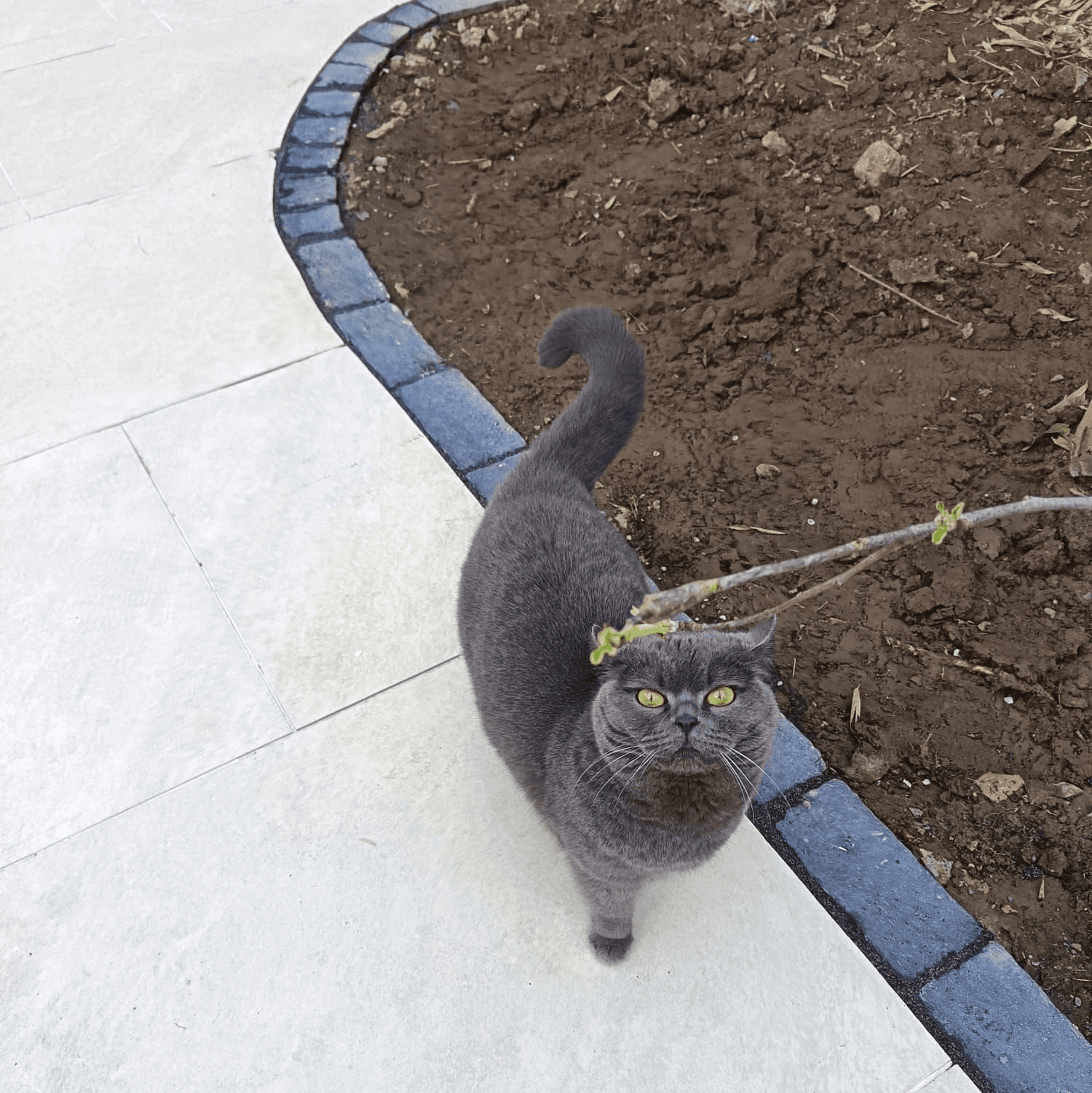 Buddy the cat, enjoying his time at Olivia's Cattery Navan