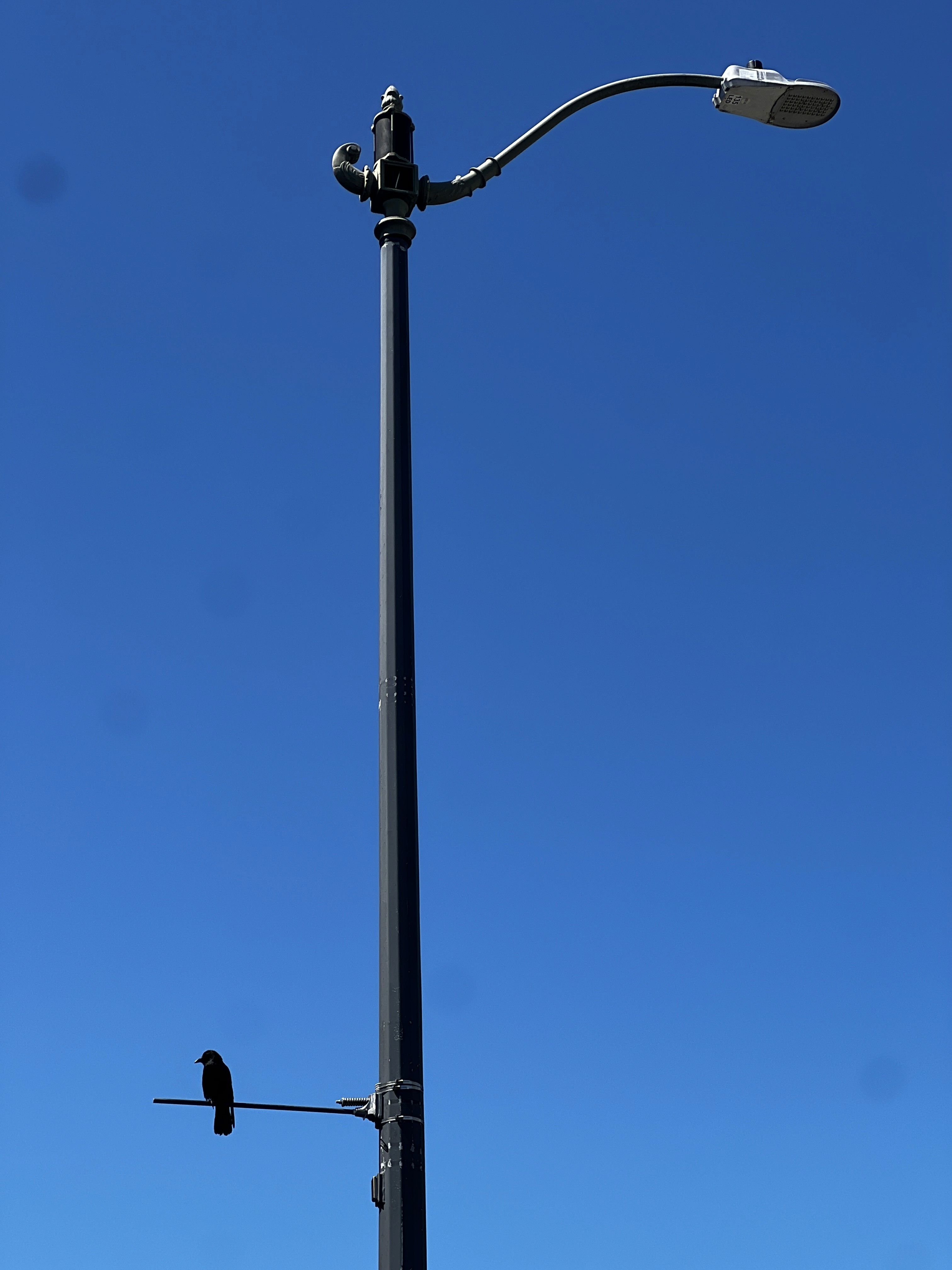 Birds - On Light Post