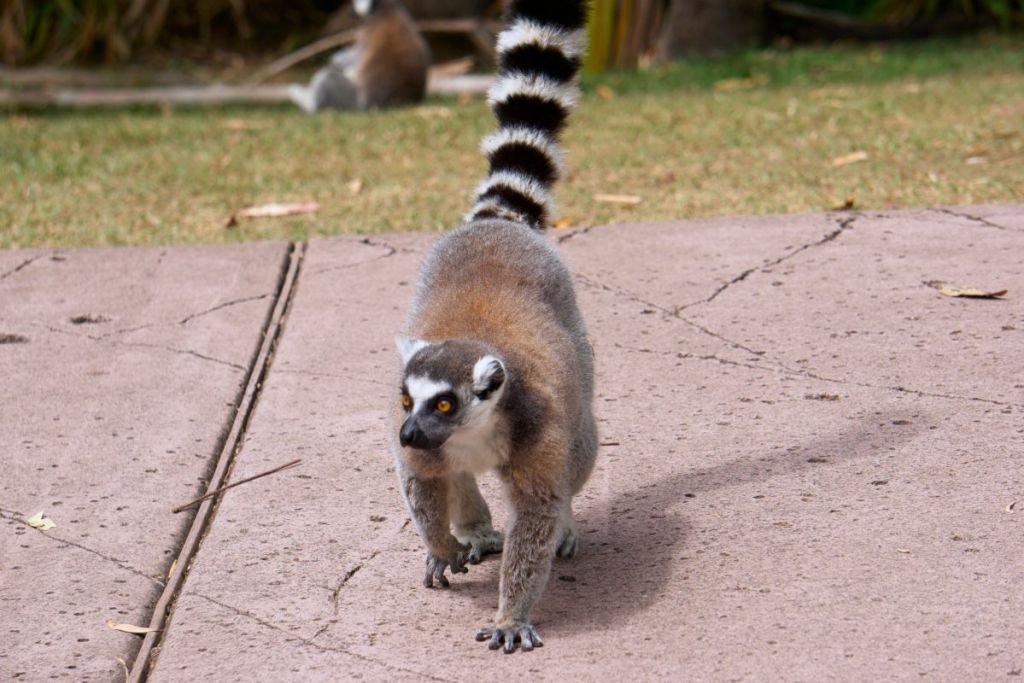 lemur on bindi's island at australia zoo