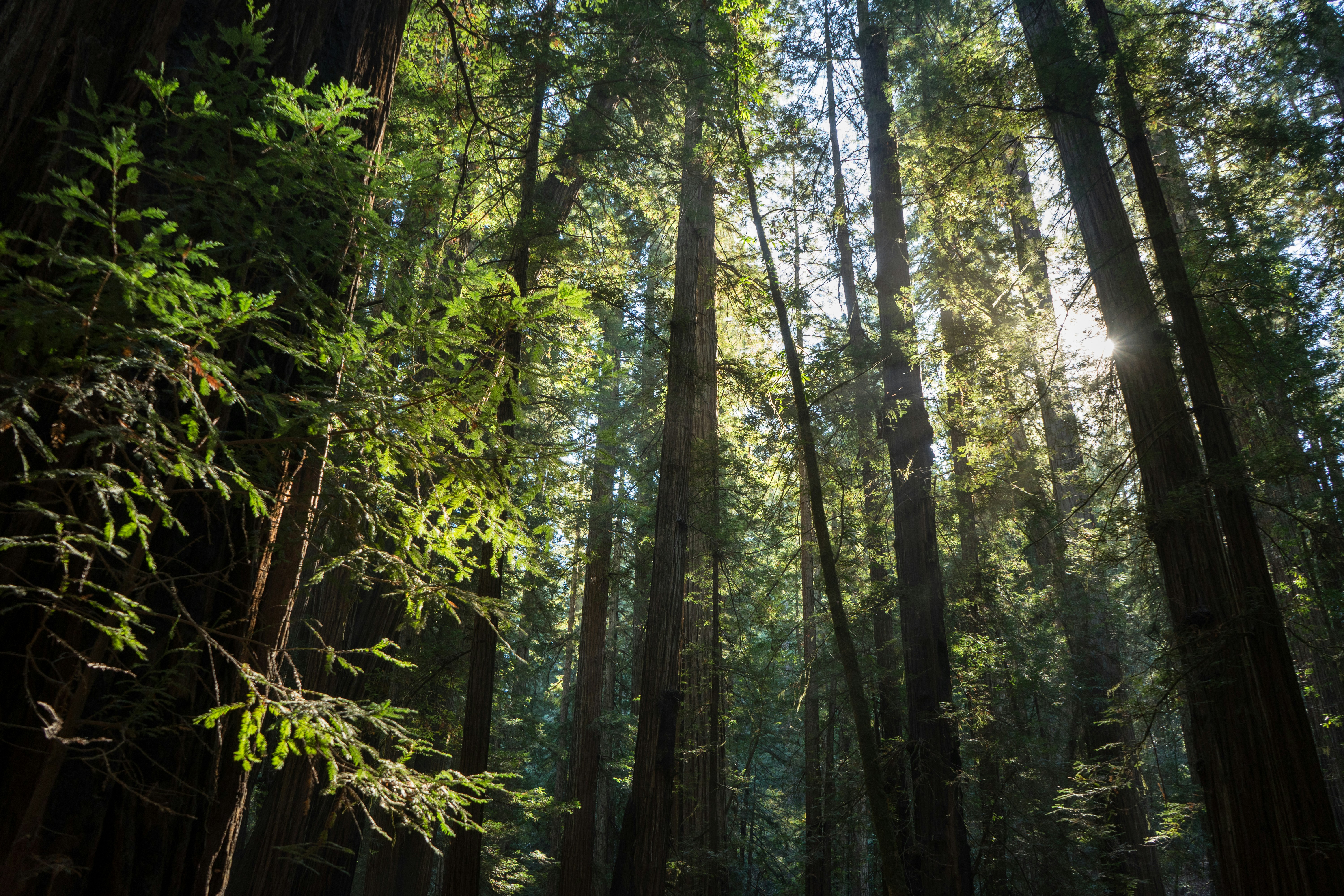 looking up at the tops of tall trees in a forest