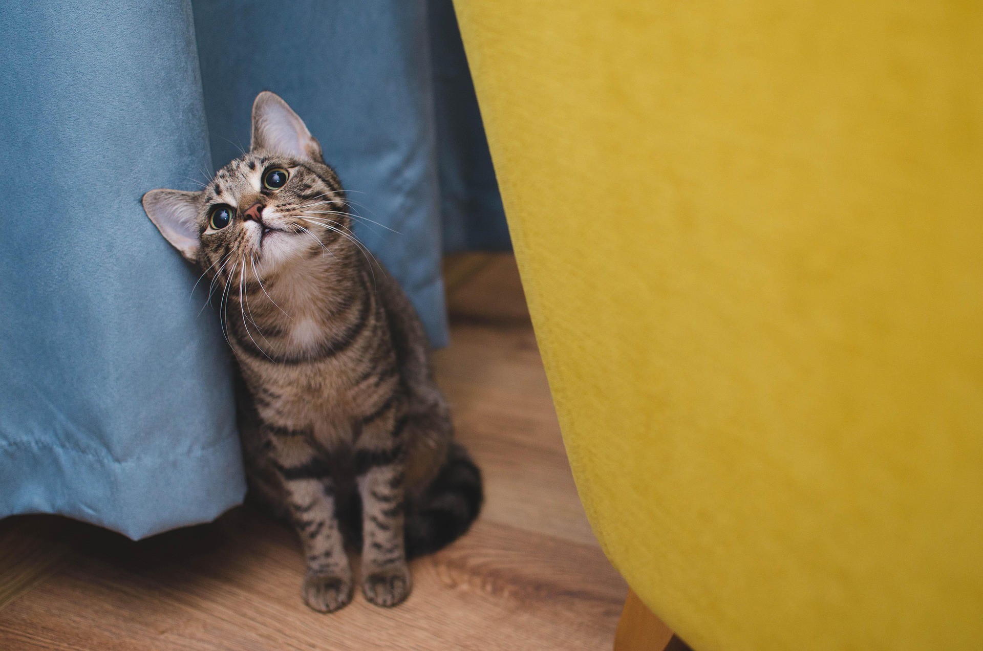 A cat is sitting on the wooden floor with blue and yellow curtains behind it. 