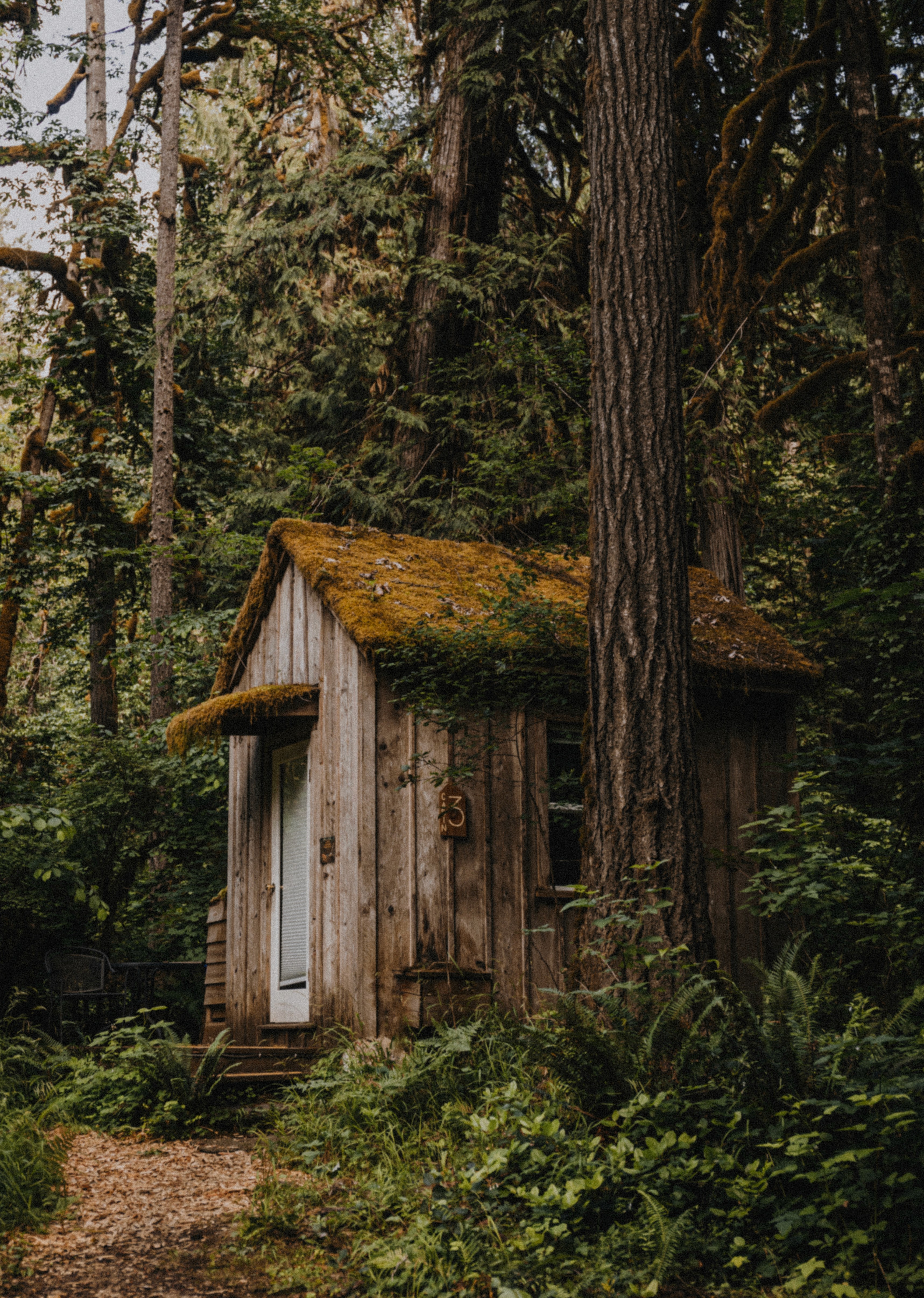 Mossy forest at Trout Creek Wilderness Lodge
