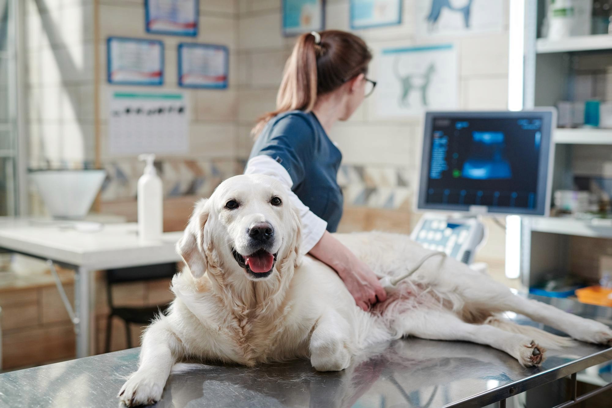 動物售賣商牌照申請 動物售賣商牌照查詢 動物售賣商牌照名單 動物寄養所牌照 漁護署許可證 香港裝修工程  寵物傢俬訂製  寵物店內裝修案例  寵物店裝修工程  寵物店 規劃  獸醫診所  獸醫醫院  寵物診所室內設計  寵物美容店裝潢  寵物友善設計  寵物店工程設計  寵物零售店裝修  寵物空間設計  戶外貓屋設計  貓櫃設計  寵物友善餐廳 