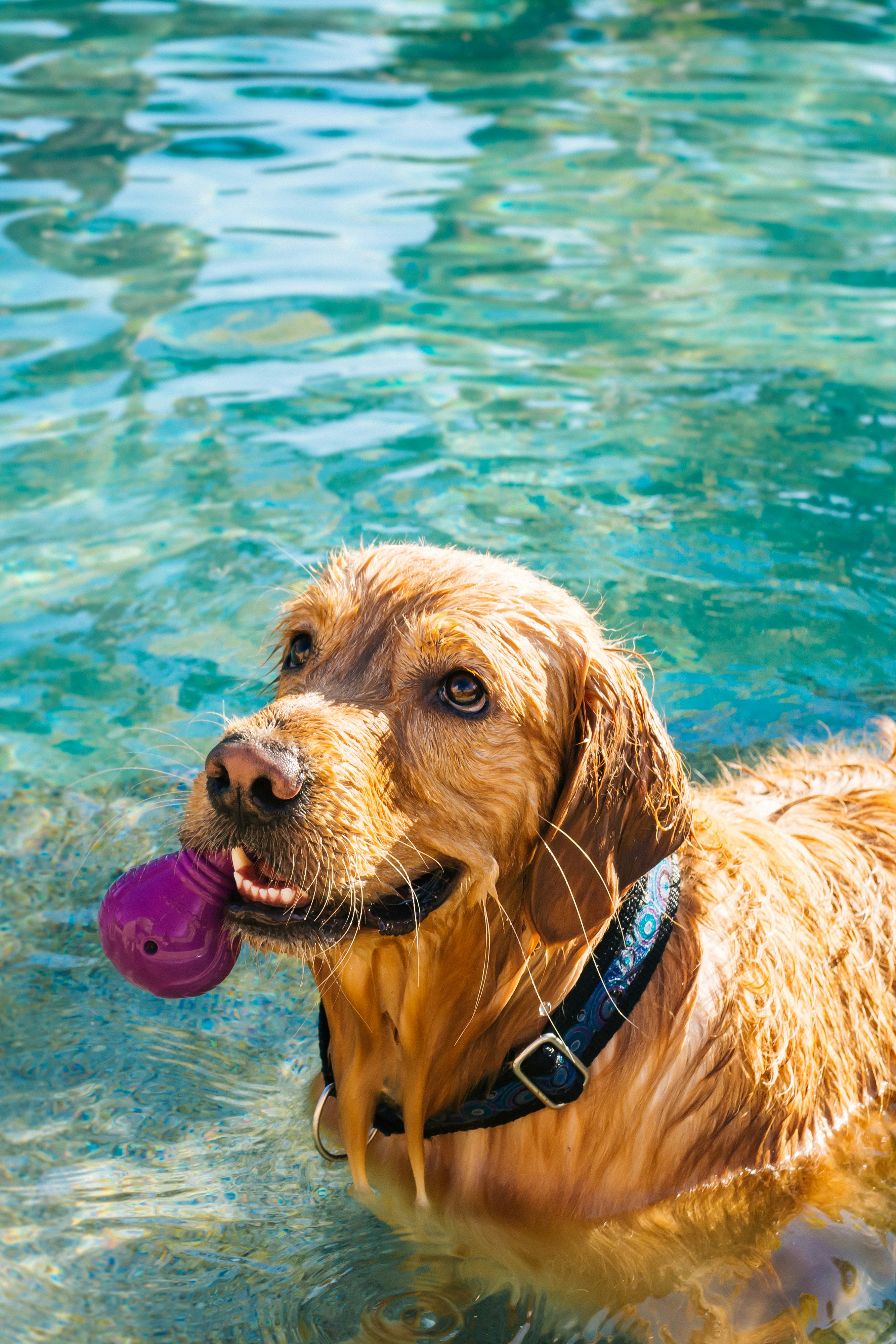 ai-powered behavior shaping for anxious rescue dogs