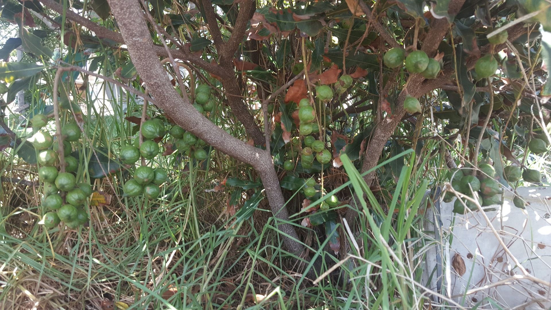 Macadamia nuts