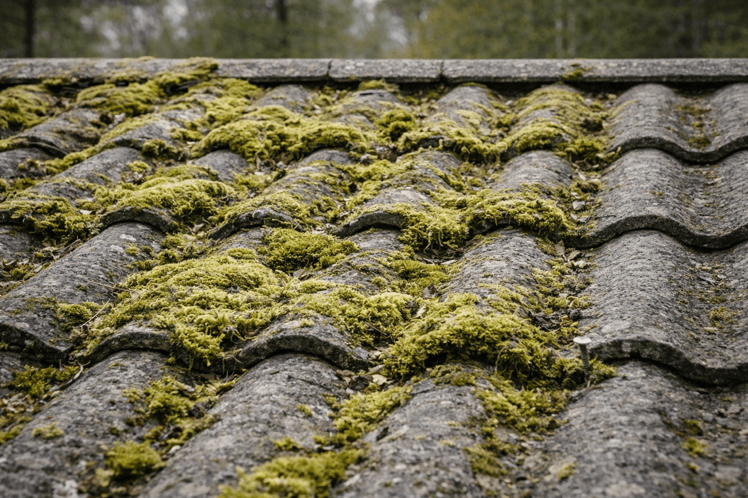 Aquafix, Ta bort mossa på tak