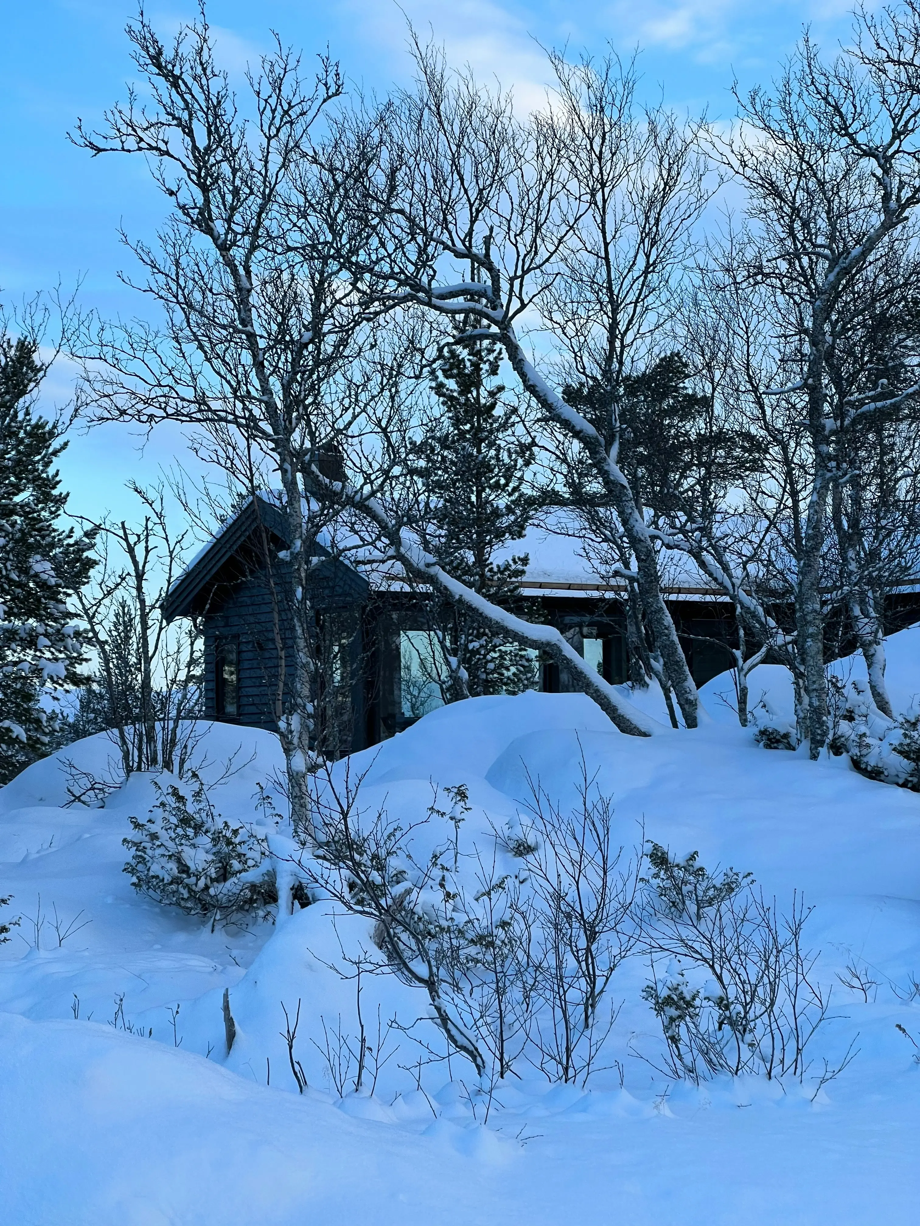 A rustic cabin in a snowy setting, framed by trees and bushes.