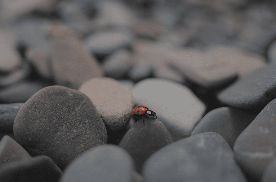 Close-up of smooth stones with a small ladybug on top.