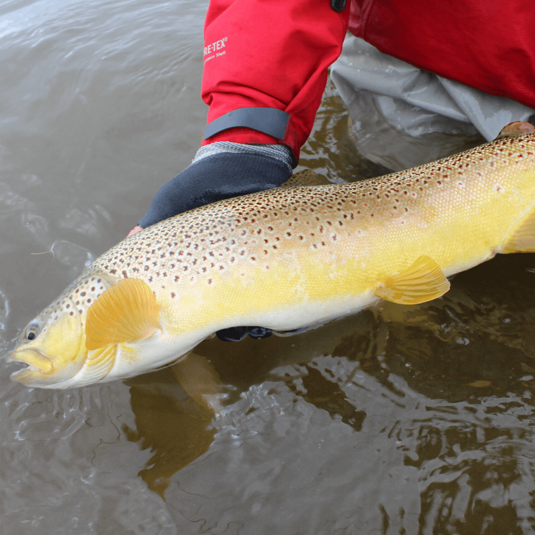 Island, Brown Trout, Arctic char, fjeldørred
