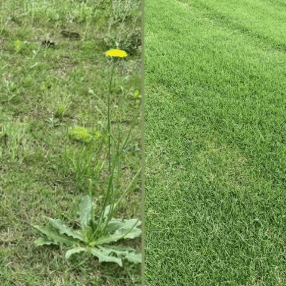 Before and afater photo of Green Turf Solutions grass treatment.