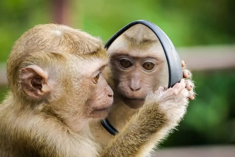 a monkey looking at its reflection in a mirror