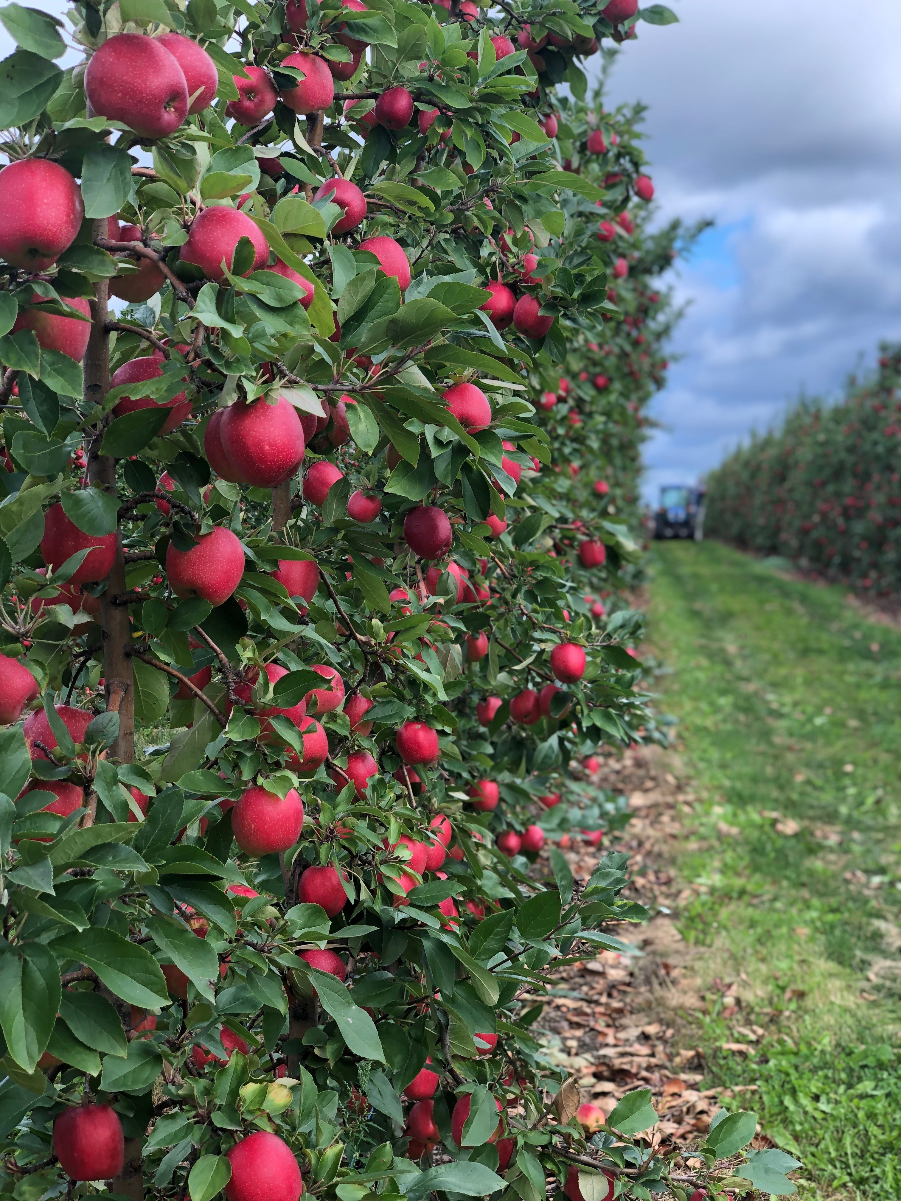 apple-orchard