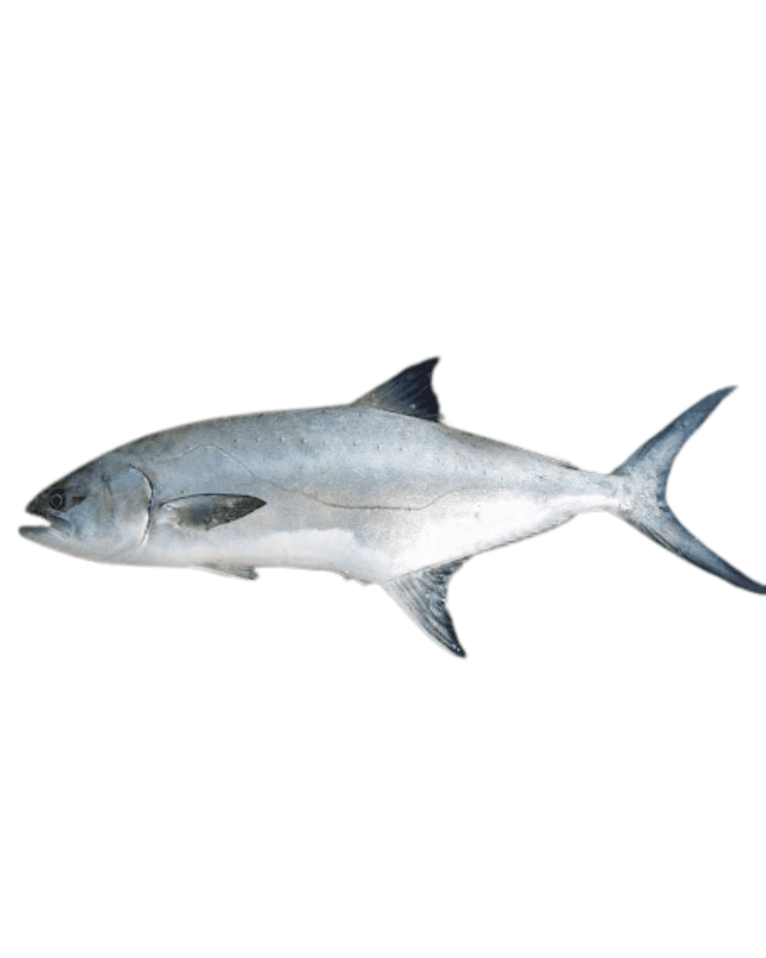 Leerfish (Lica)