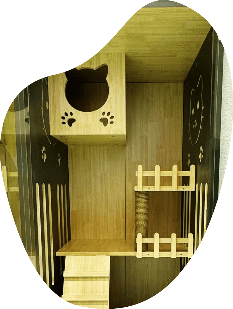 Where comfort meets Cattitude