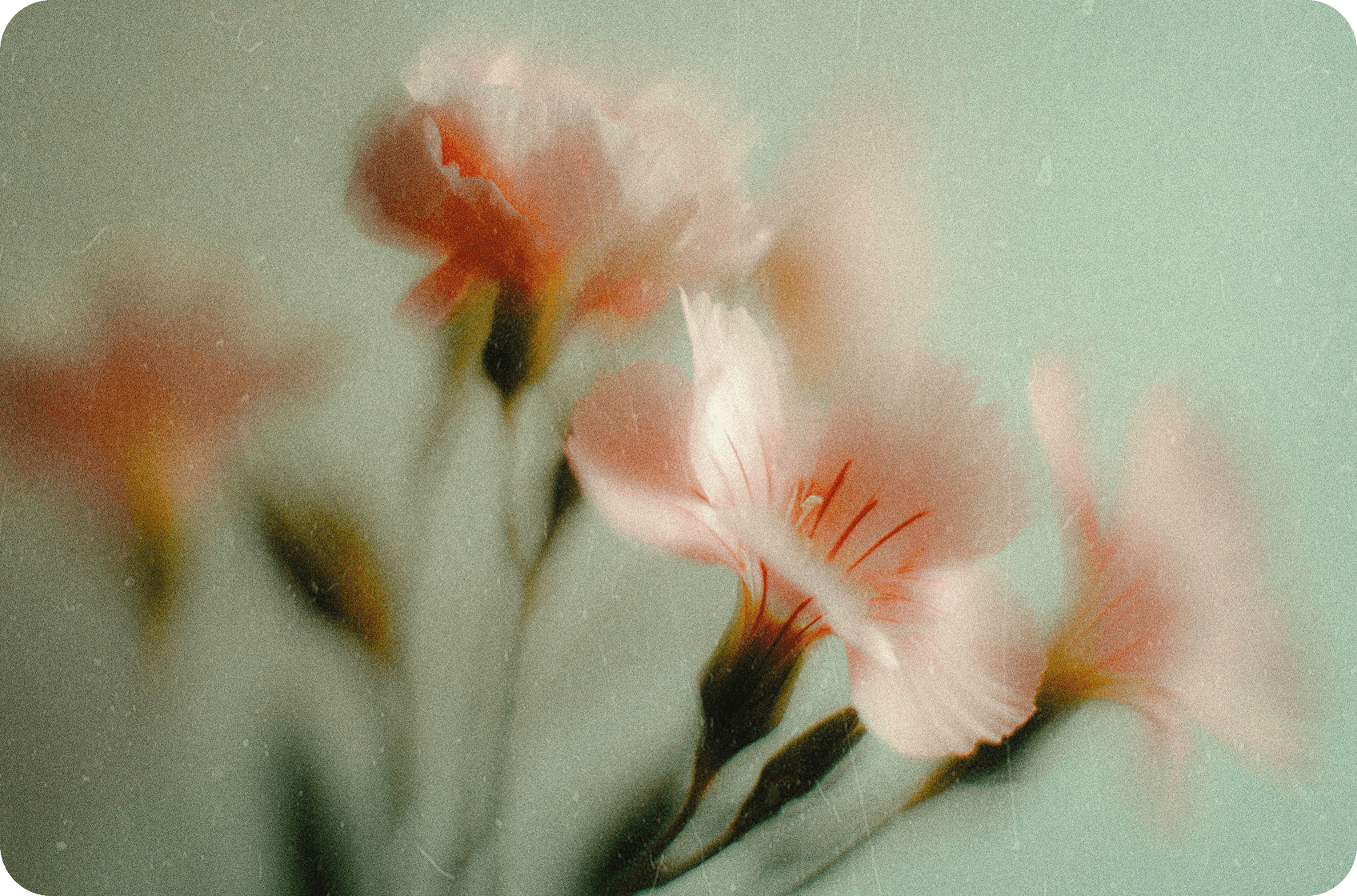 Soft-focus pink flowers with green stems against a pale mint background, in a vintage, grainy style.