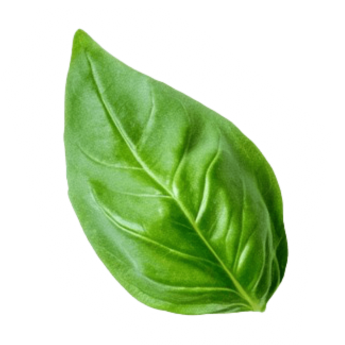 basil_3