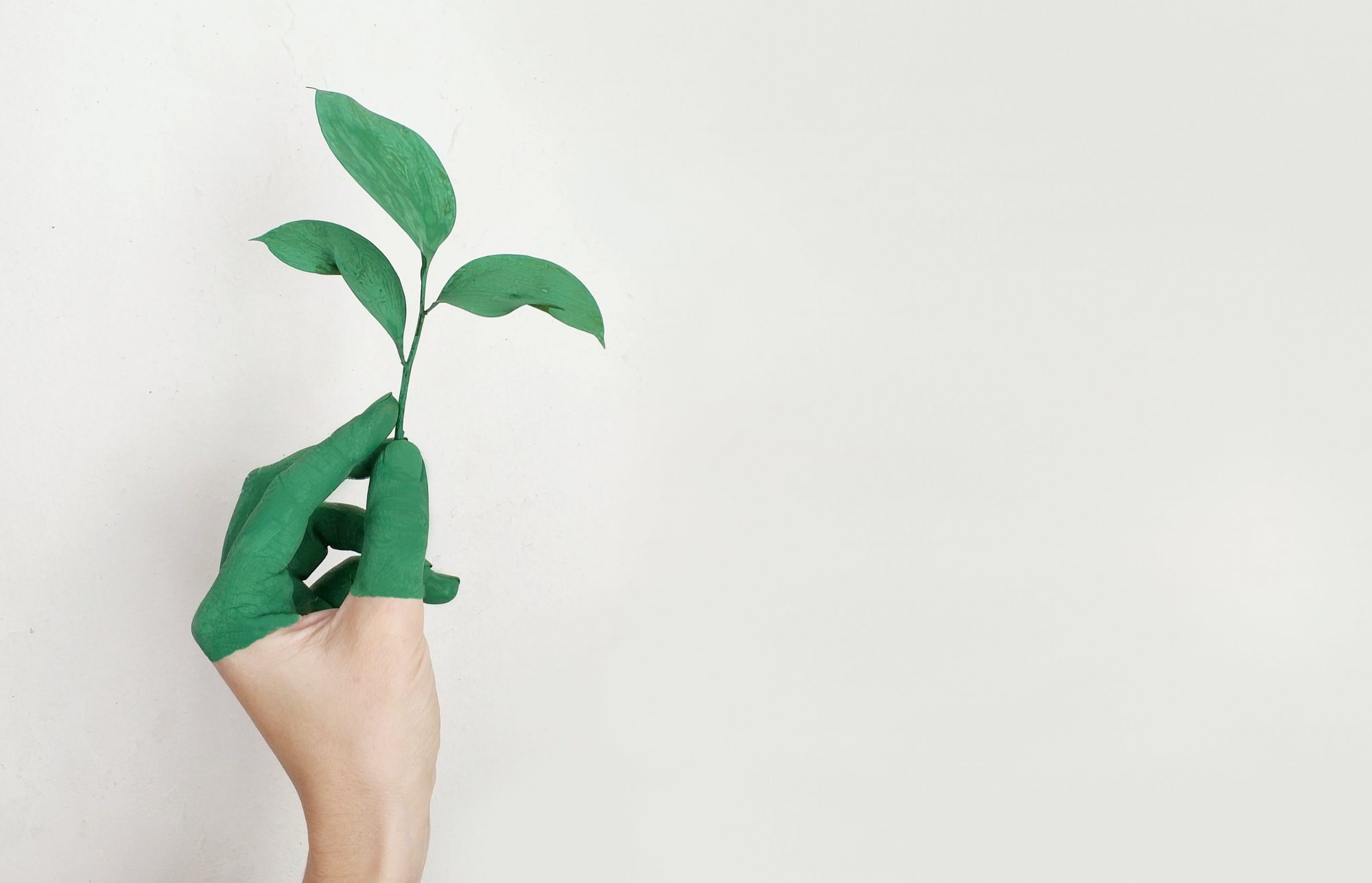 A hand holding a small green plant with two leaves against a plain white background.