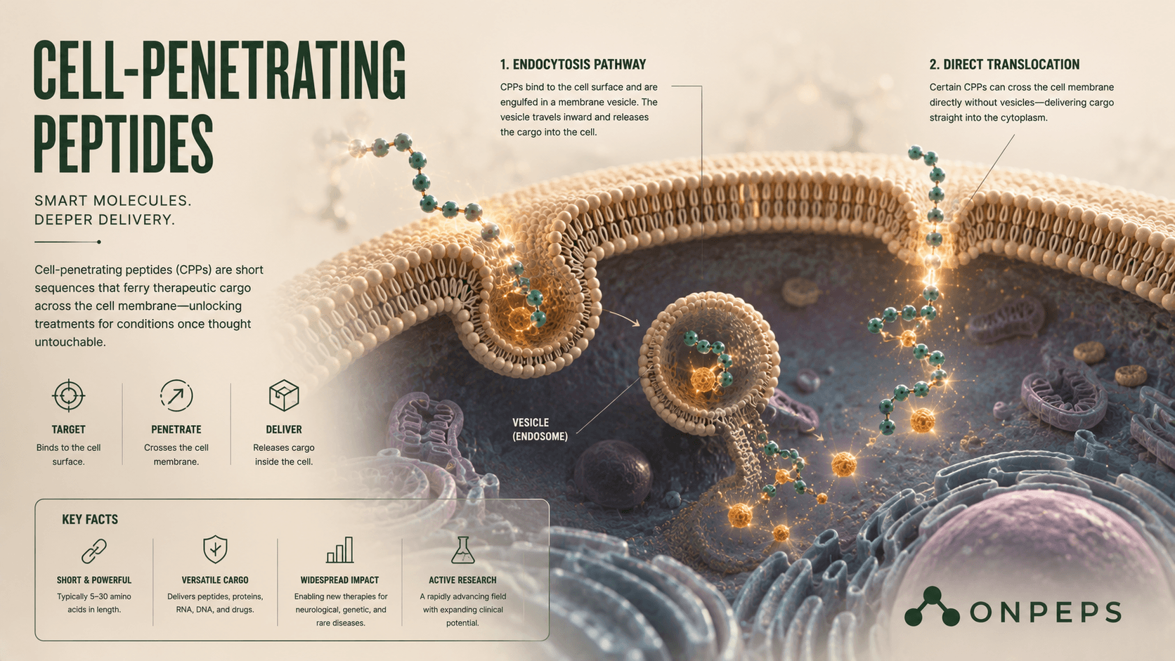 cell penetrating therapeutic peptides by onpeps