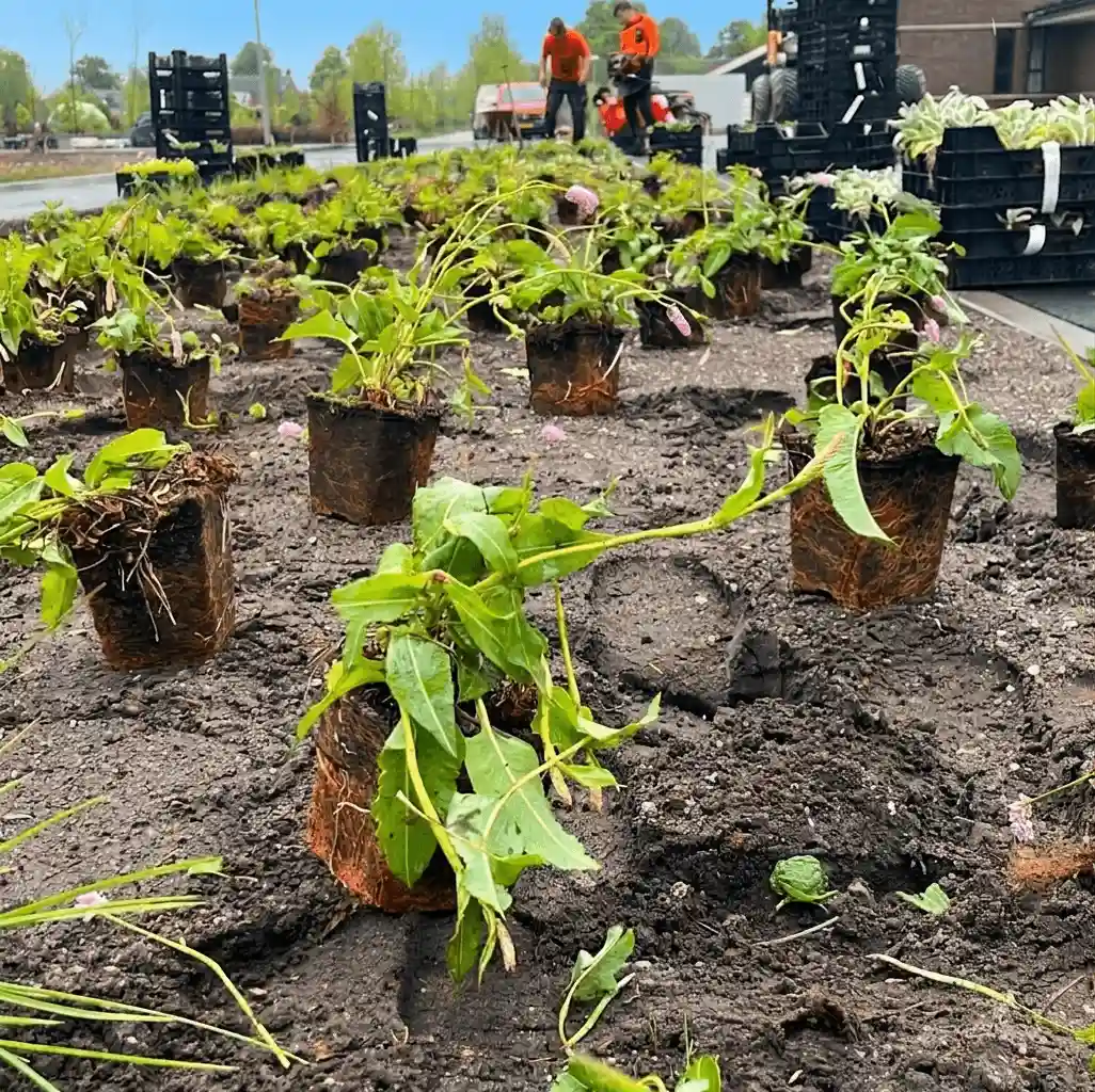Zakelijk terreinonderhoud & beheer door Hoveniersbedrijf Star Landscaping te Cuijk