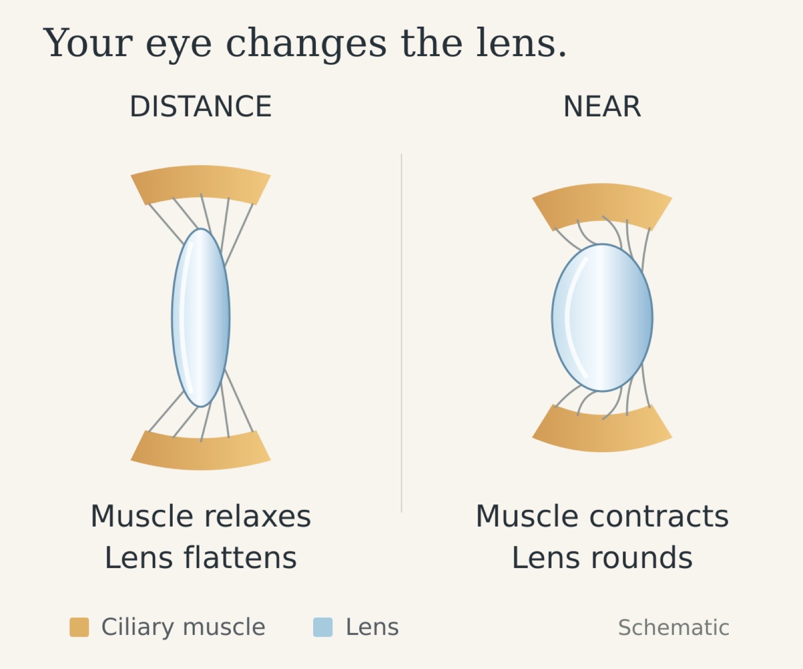 Schematic: for distance the ciliary muscle relaxes and the lens flattens; for near focus the muscle contracts and the lens rounds.