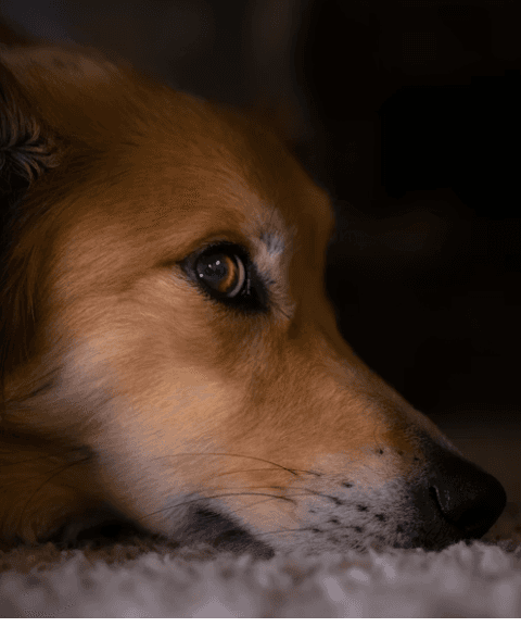 Dog showing dog anxiety, cowering in a corner looking worried. 