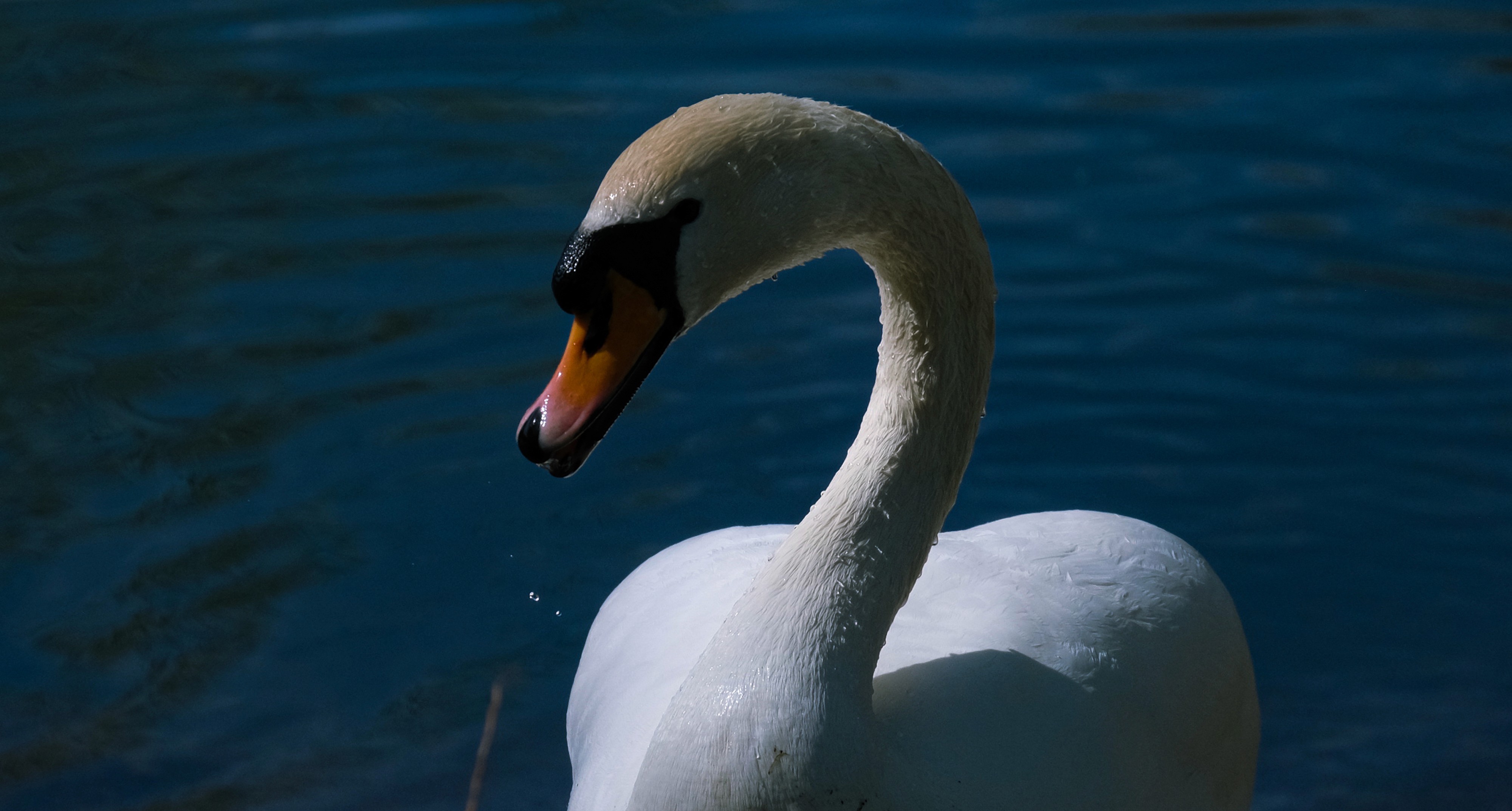 Dramatic close-up of a white Mute Swan's head and neck, with sunlight highlighting water droplets on its feathers against dark blue water.