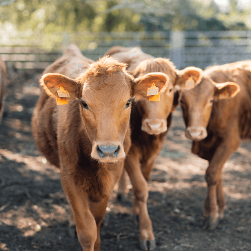brown turtle swimming underwater
