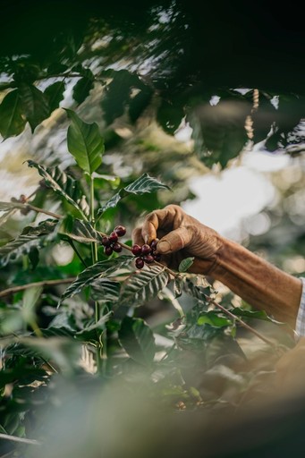 Hands picking coffee cherry