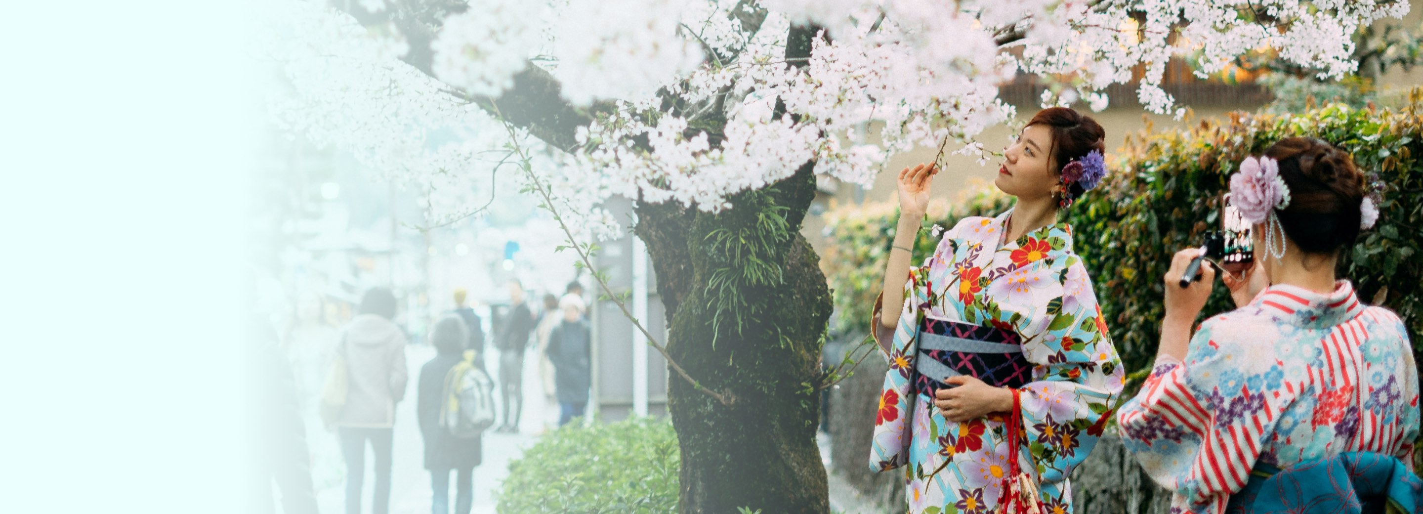 Una niña en un kimono japonés tradicional posando frente a árboles de sakura