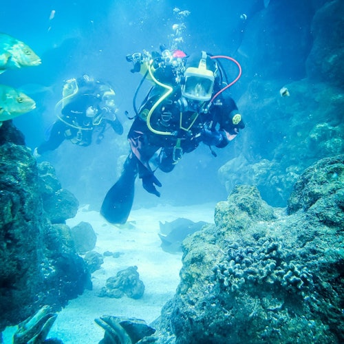 Two scuba divers exploring an underwater environment with rocks, fish, and coral formations.