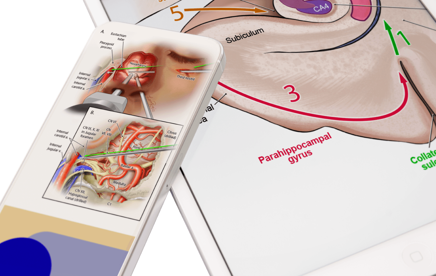 BNI: Mapping the Brain