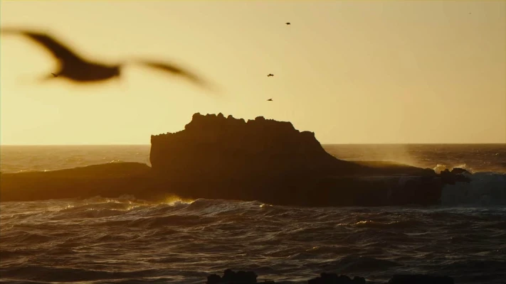 A bird flying over the sea