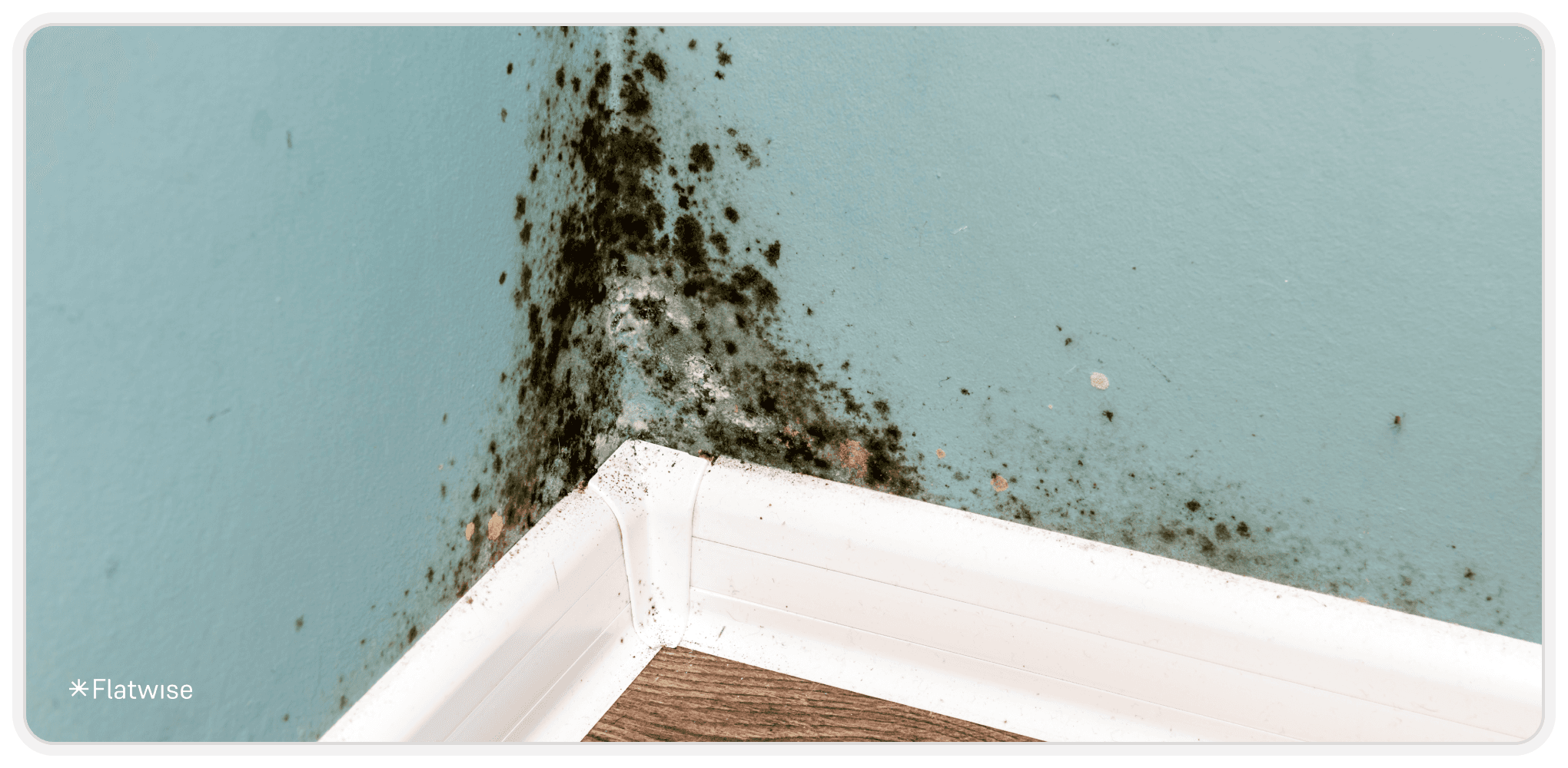 Foto von Schimmel in der Wohnung.