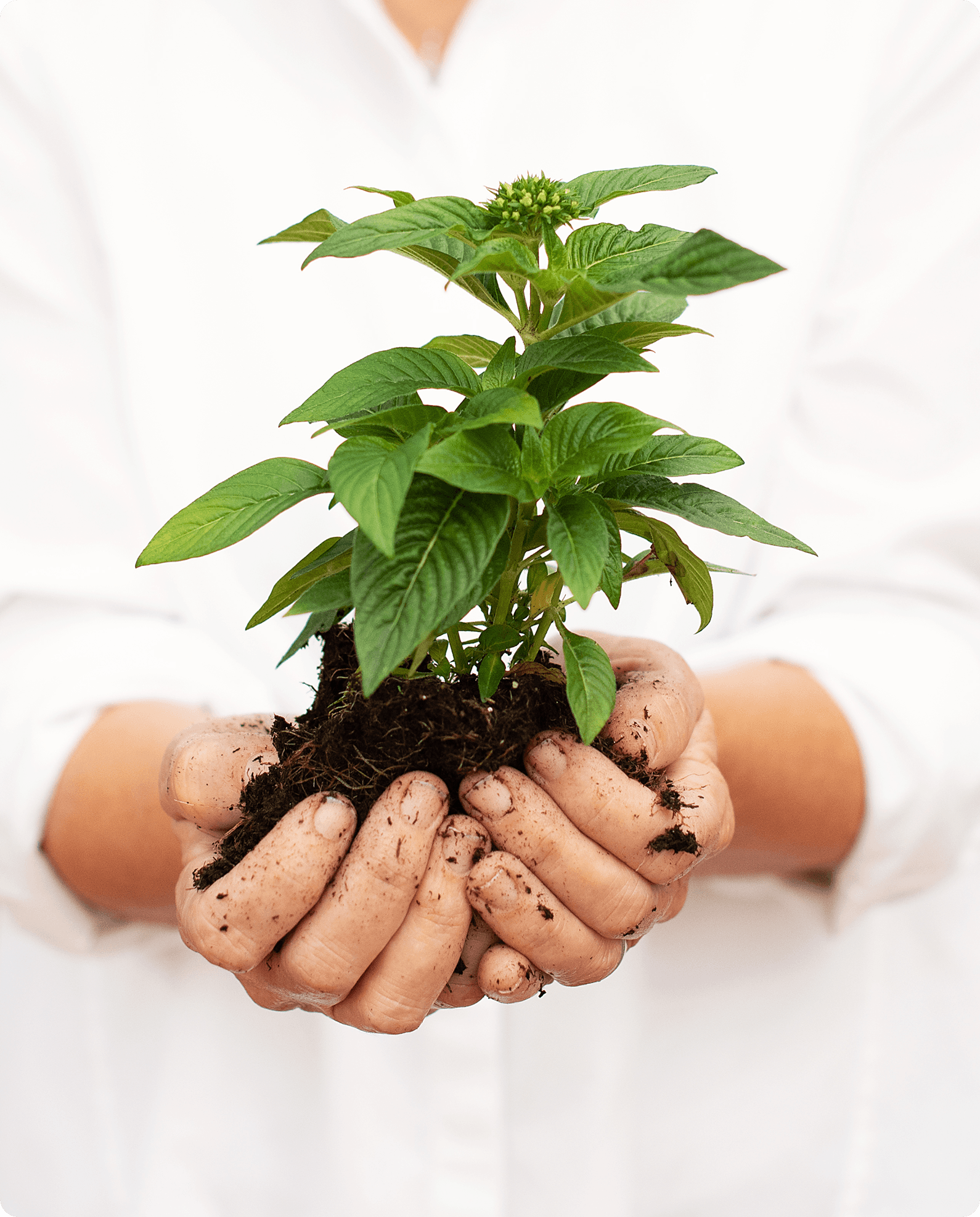 Hands holding flowers