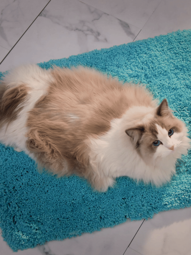 Tula campaign — cat