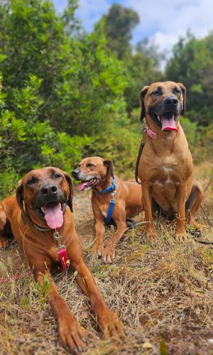 Three ridgebacks