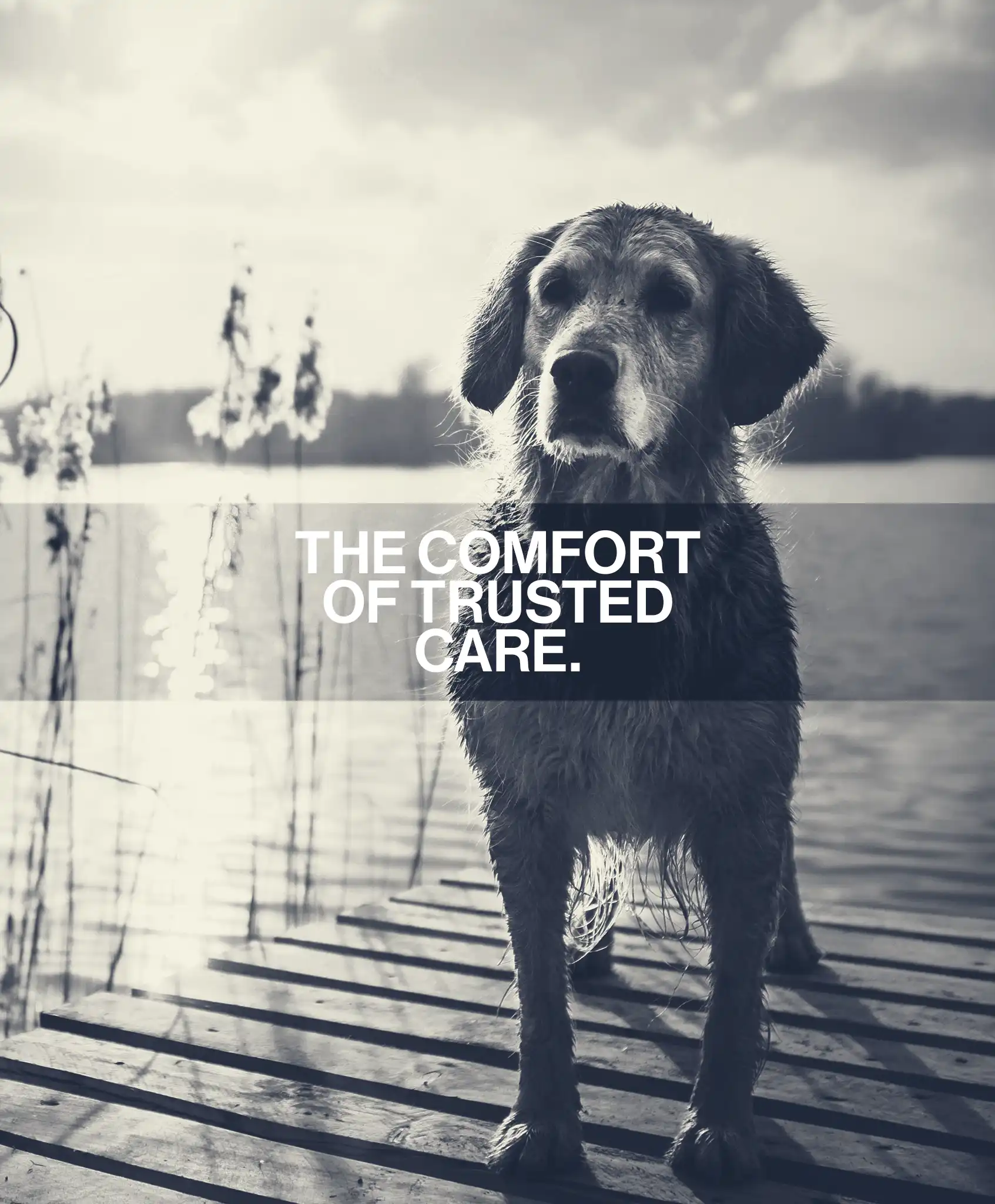 Acadia Drive Animal Clinic