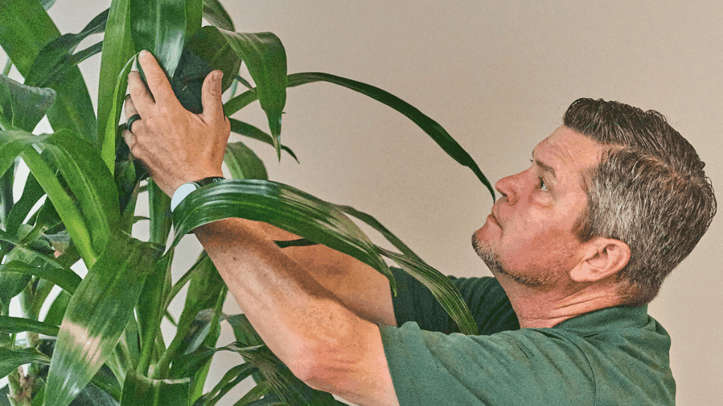 A Tropical Décor horticulture technician makes sure each plant is impeccably maintaned