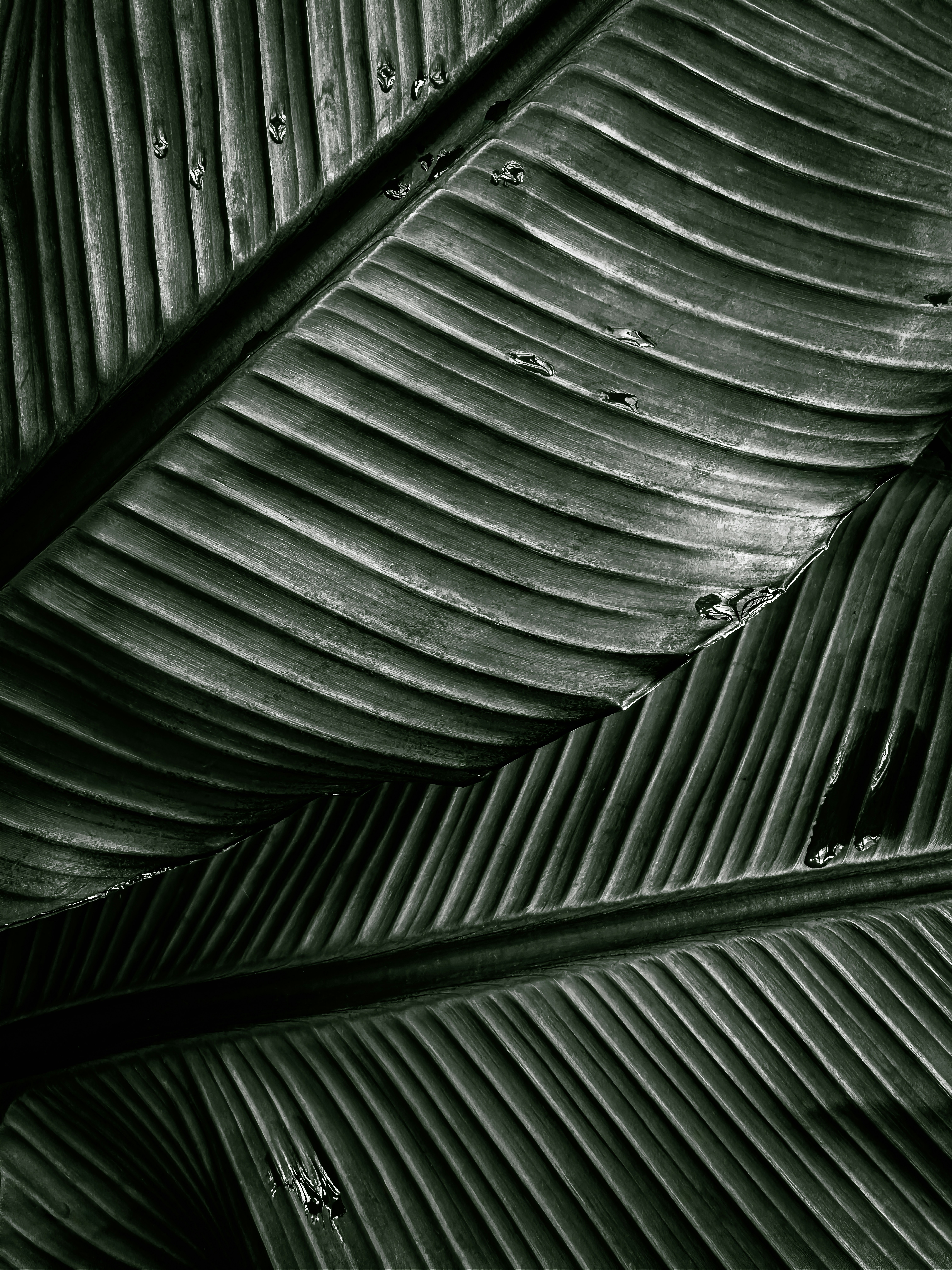 large leaf of a tropical plant